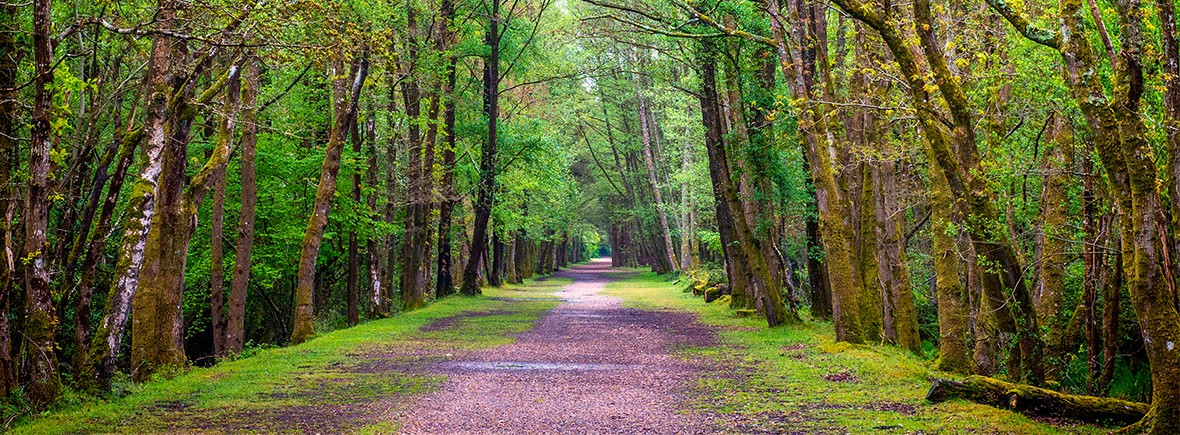 New-Forest-cycling-routes-featimg