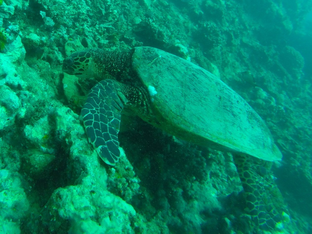 Diving with turtles in Samoa