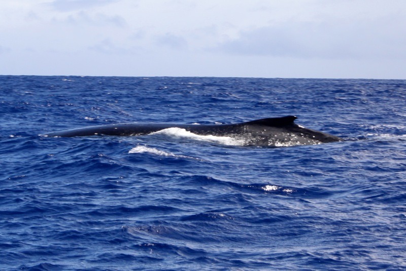 swim with whales in tonga