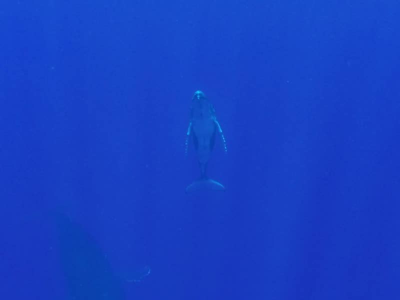 Swimming with humpback whales in Tonga | Atlas & Boots