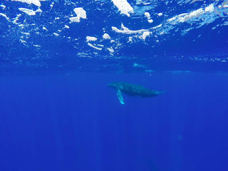 swim with whales in tonga