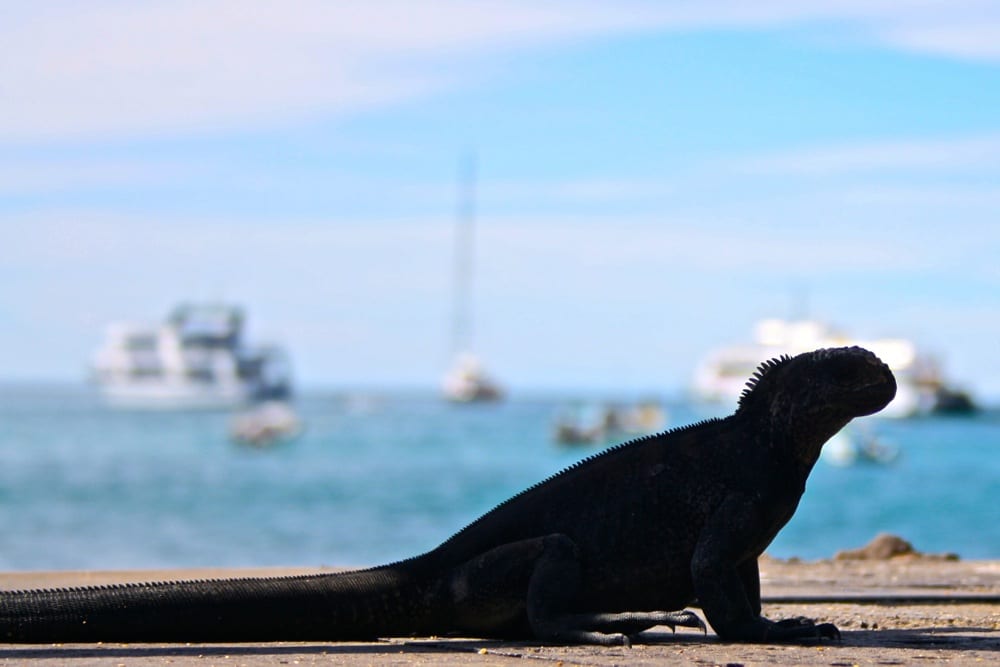 galapagos