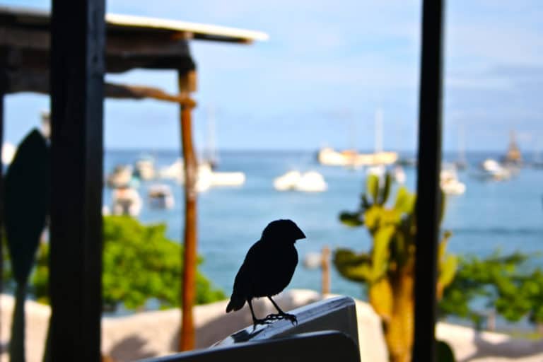 10 things to do on San Cristóbal, The Galápagos Atlas & Boots