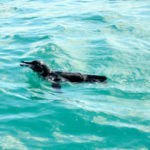 SWIMMING-WITH-GALAPAGOS-PENGUINS