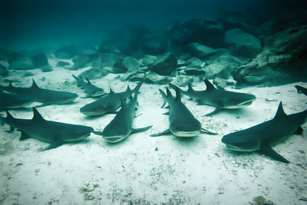 Black tipped reef sharks seen while diving the Galápagos
