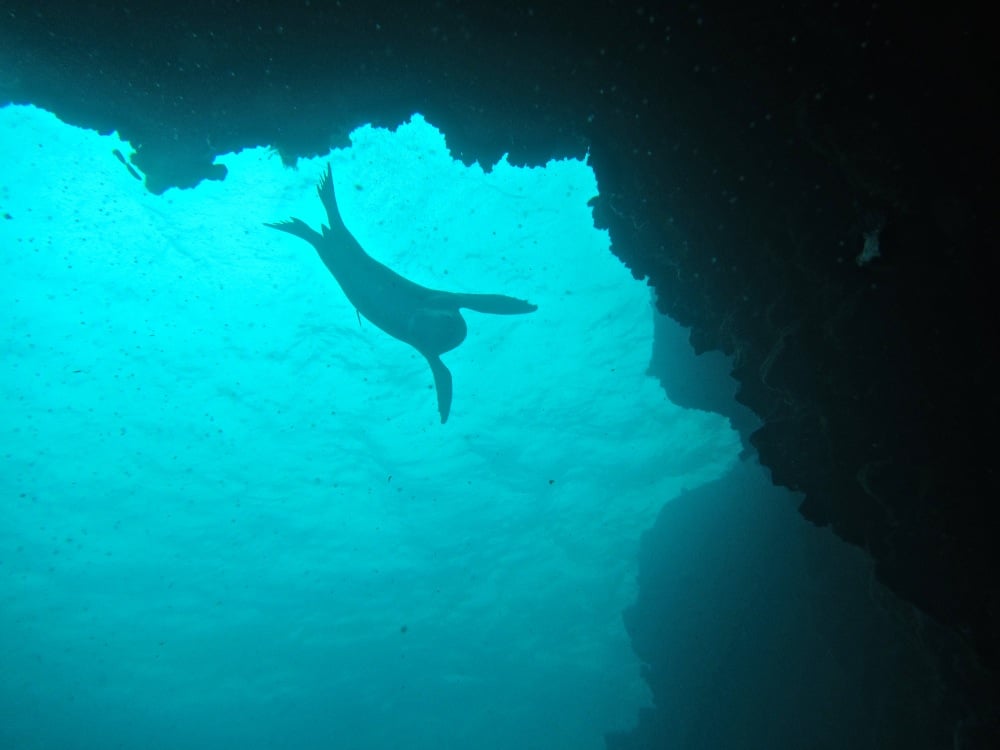 Diving the Galápagos Islands