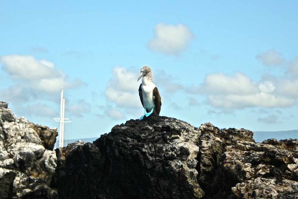 wildlife-of-the-galapagos-islands-photography