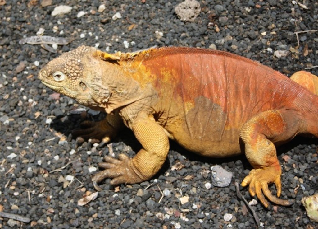 Car Rental Galapagos Islands Car Rental Galapagos Islands