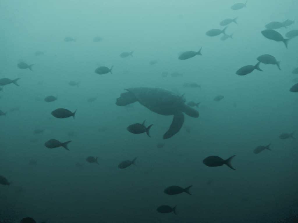 Diving the Galápagos