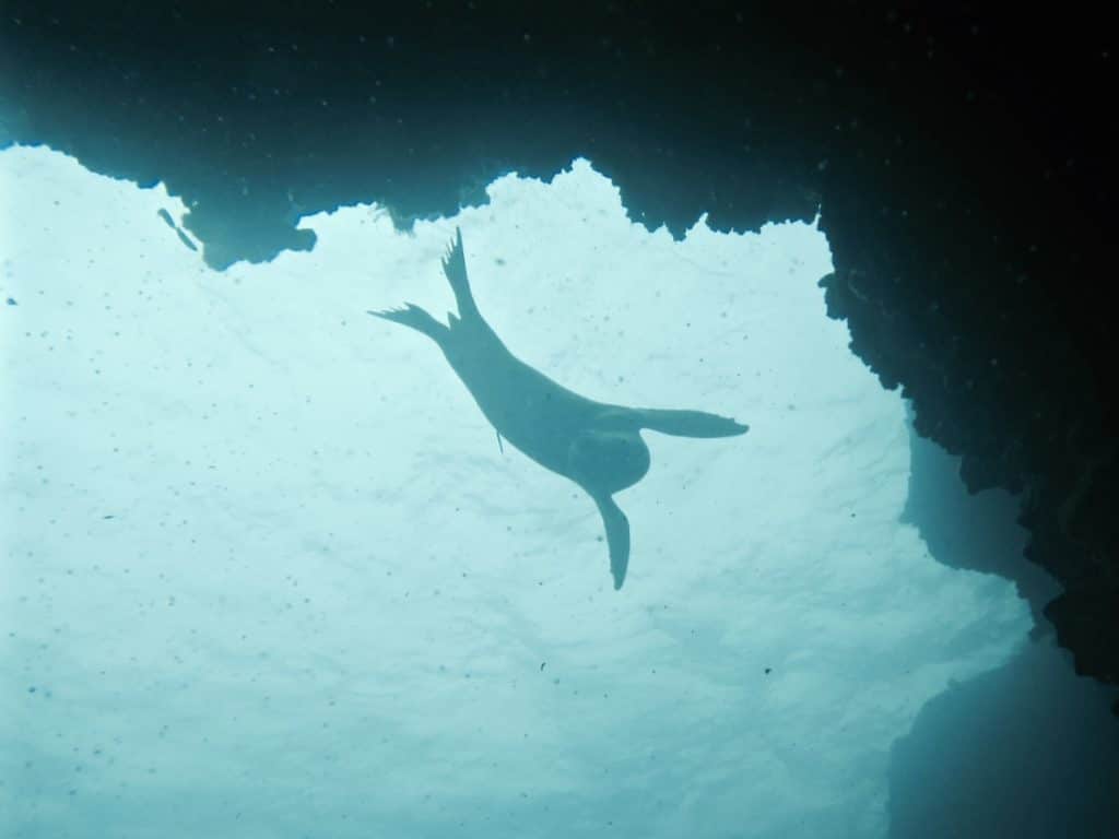 Diving the Galápagos