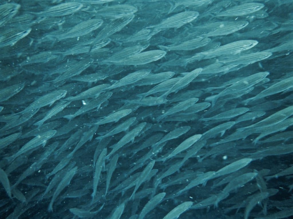 Diving the Galápagos