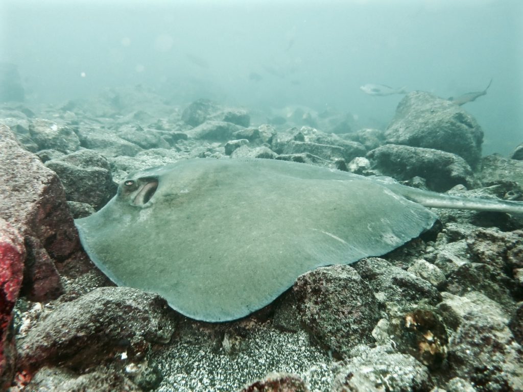 Diving the Galápagos