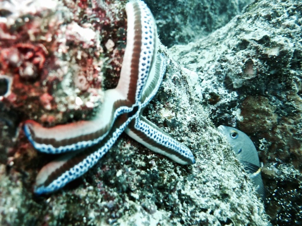 Diving the Galápagos