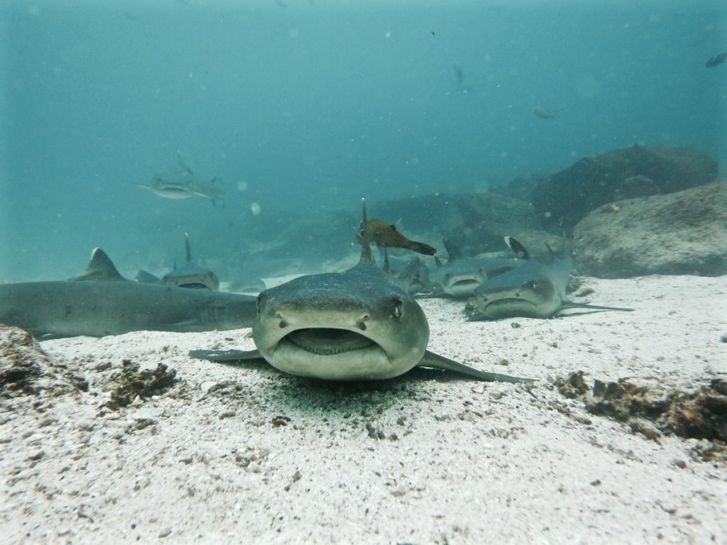 Diving the Galápagos