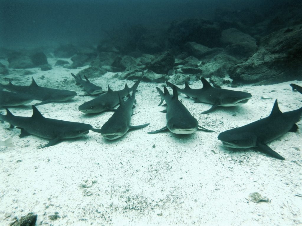 Diving the Galápagos