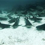 Diving the Galápagos