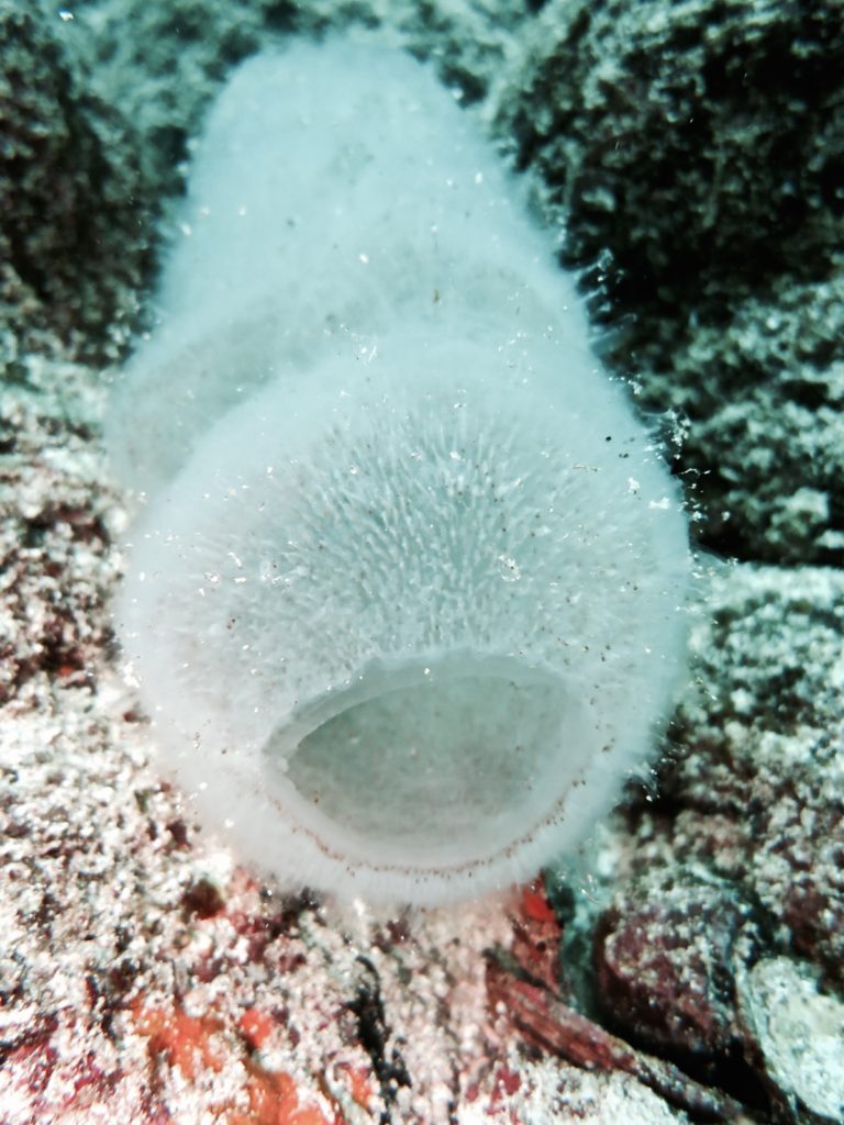 Diving the Galápagos