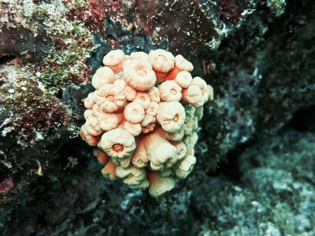 Diving the Galápagos