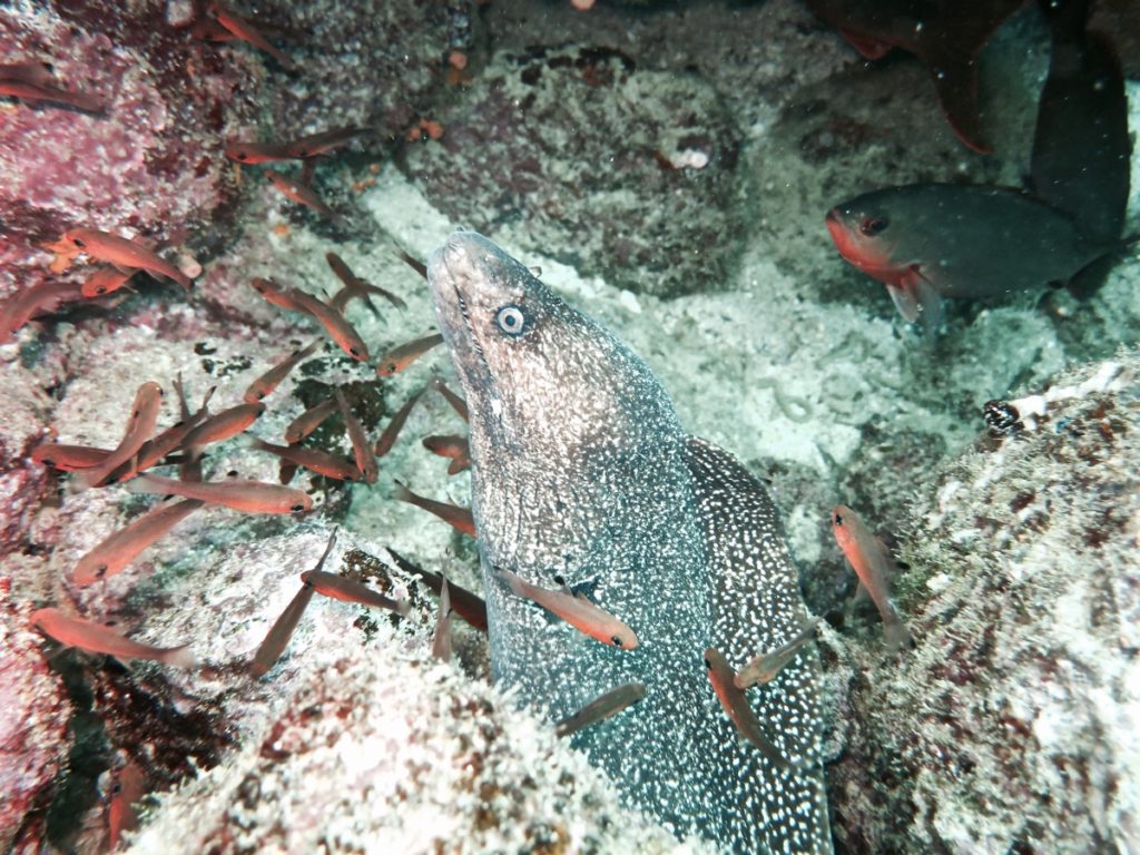 Diving the Galápagos