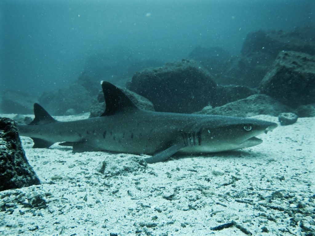 Diving the Galápagos