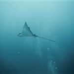 Diving the Galápagos