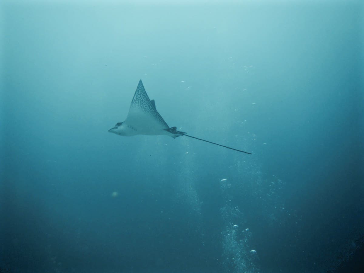 Diving the Galápagos