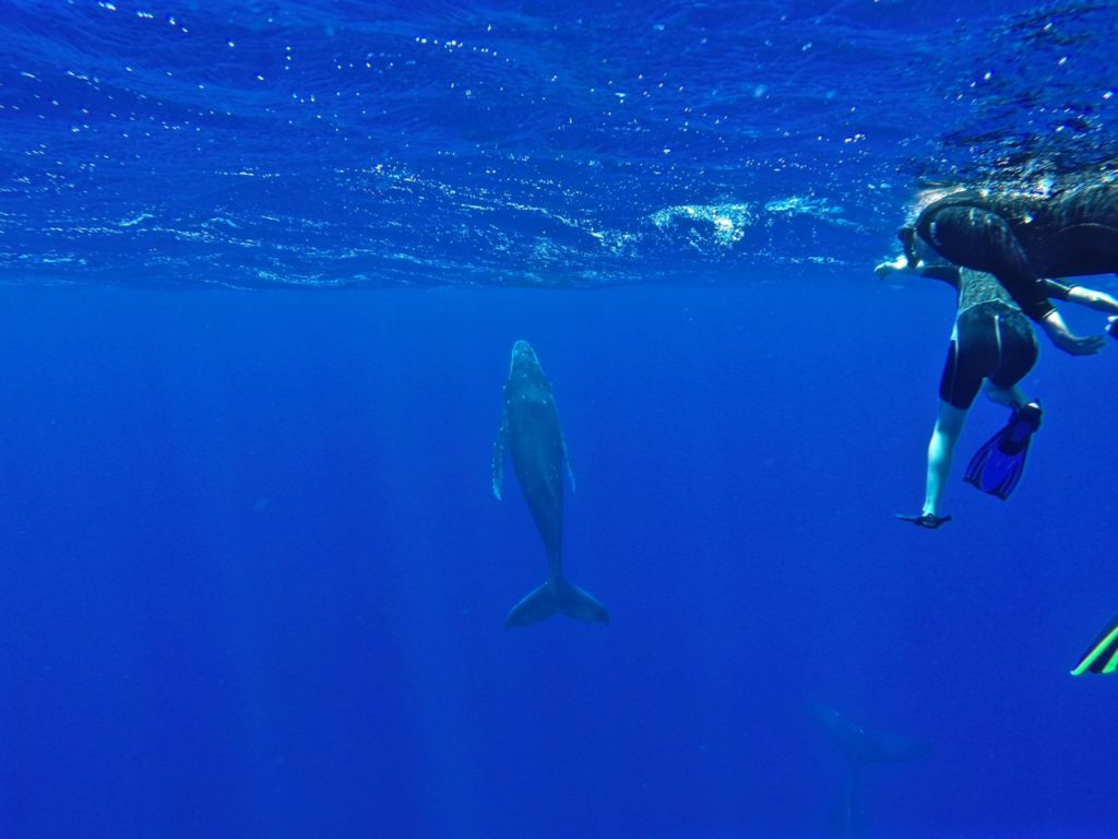 swimming-with-whales-tonga - 1