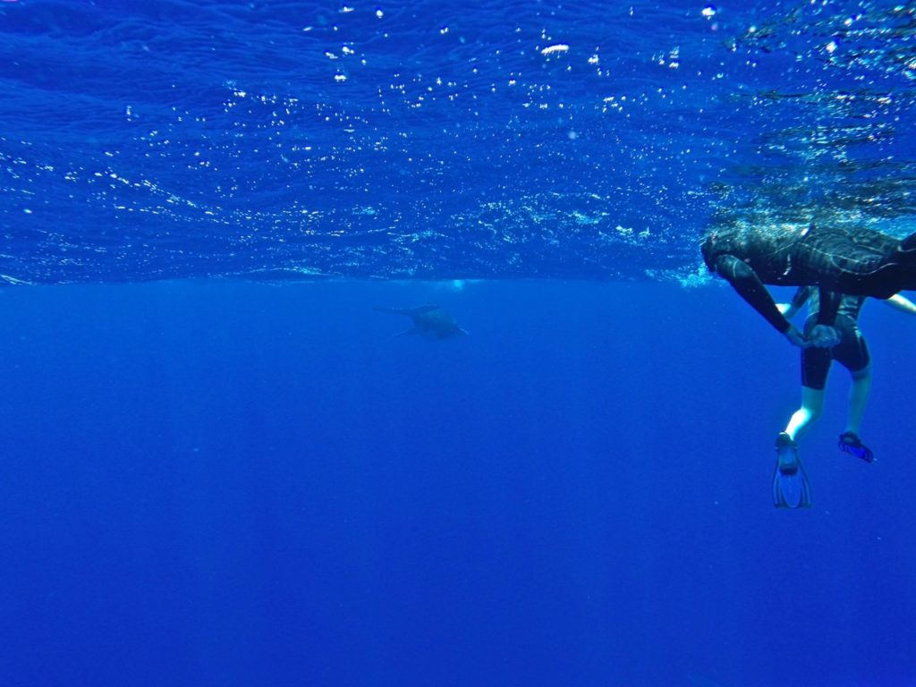 swimming-with-whales-tonga