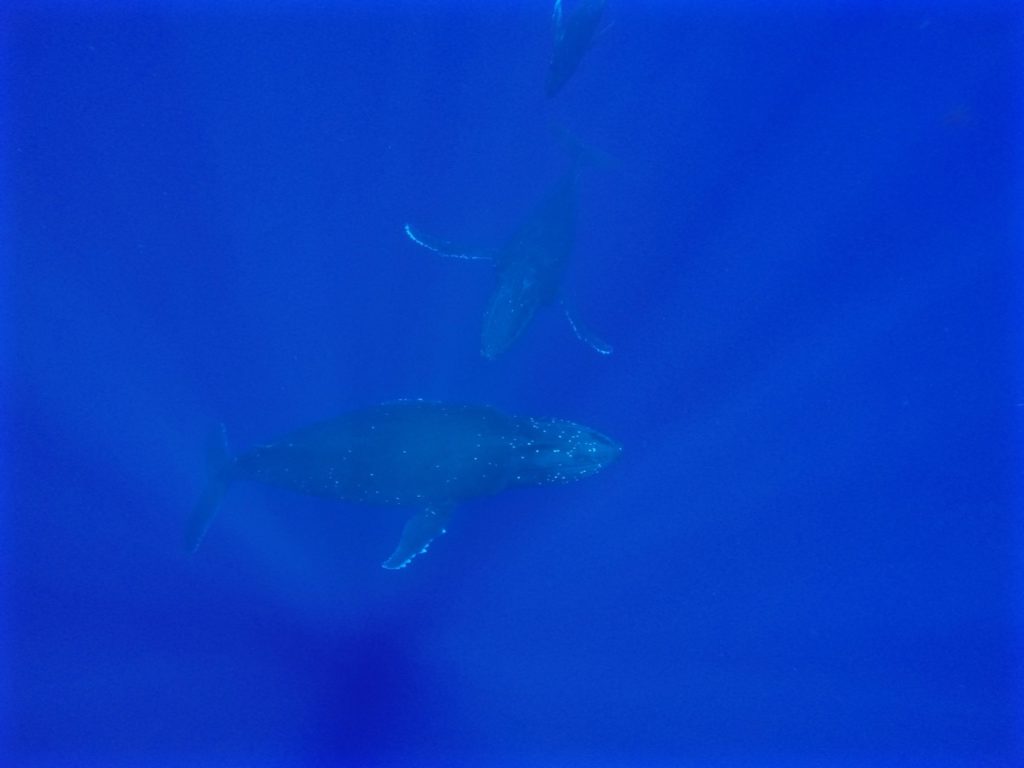 swimming-with-whales-tonga