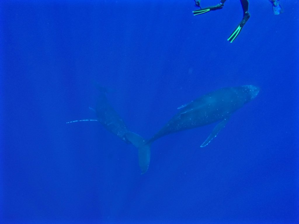 swimming-with-whales-tonga