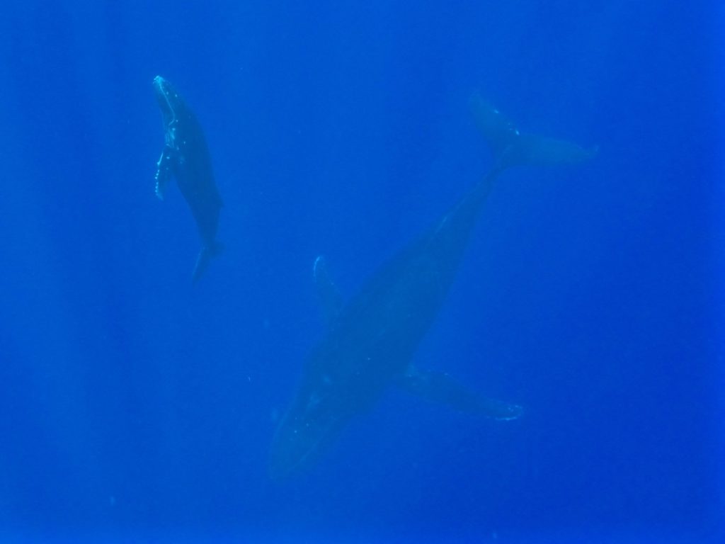 swimming-with-whales-tonga