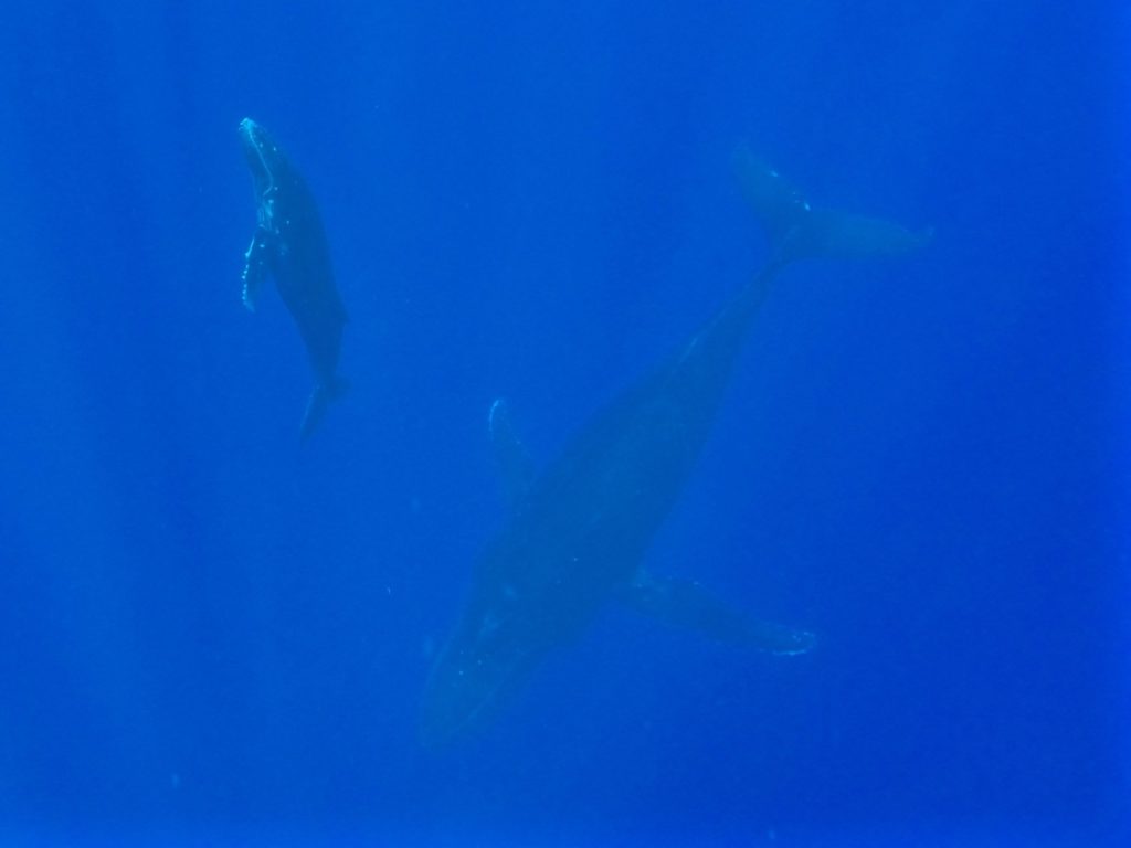 swimming-with-whales-tonga