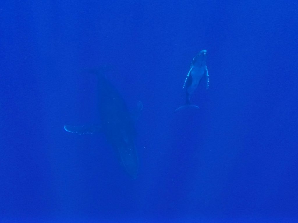 swimming-with-whales-tonga