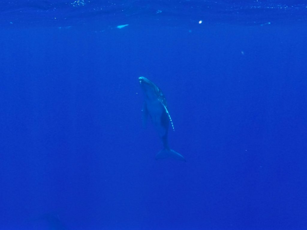 swimming-with-whales-tonga