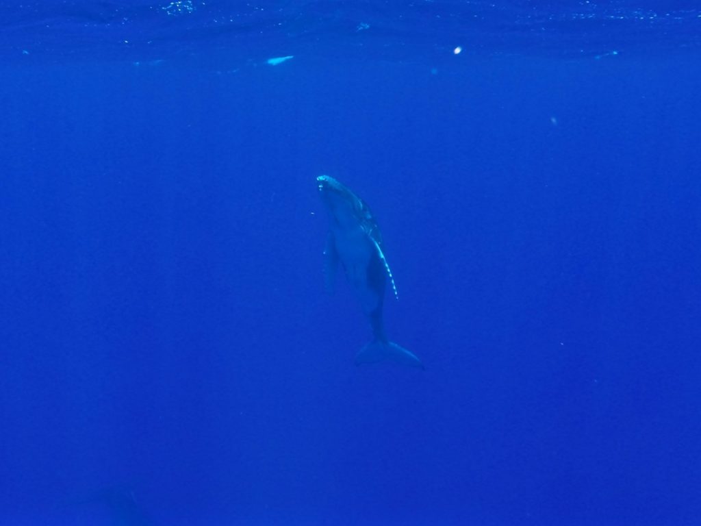 swimming-with-whales-tonga