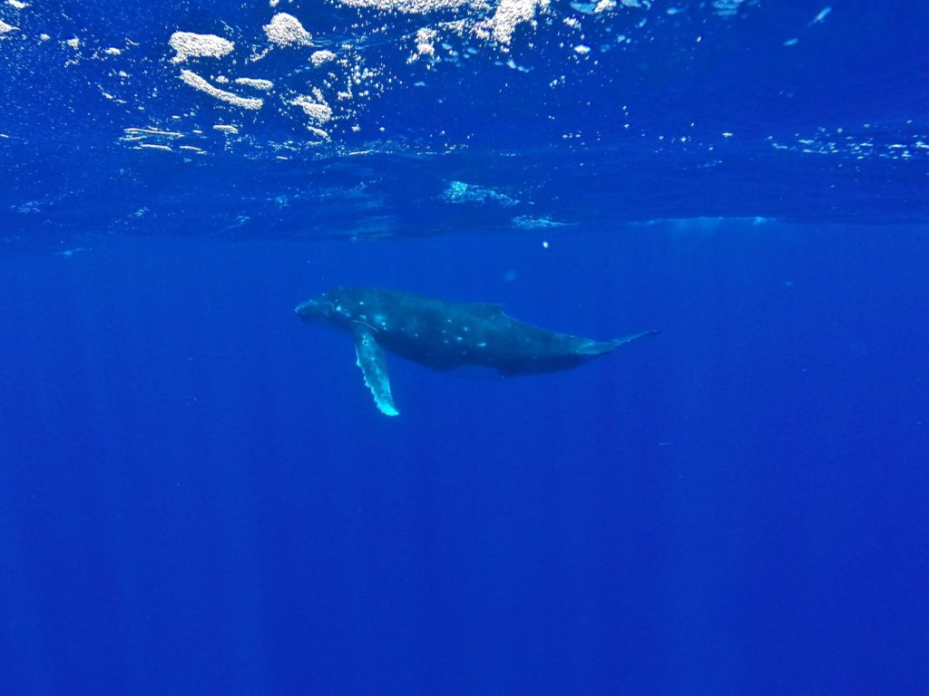 Swimming with humpback whales in Tonga feat img