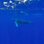 Swimming with humpback whales in Tonga feat img