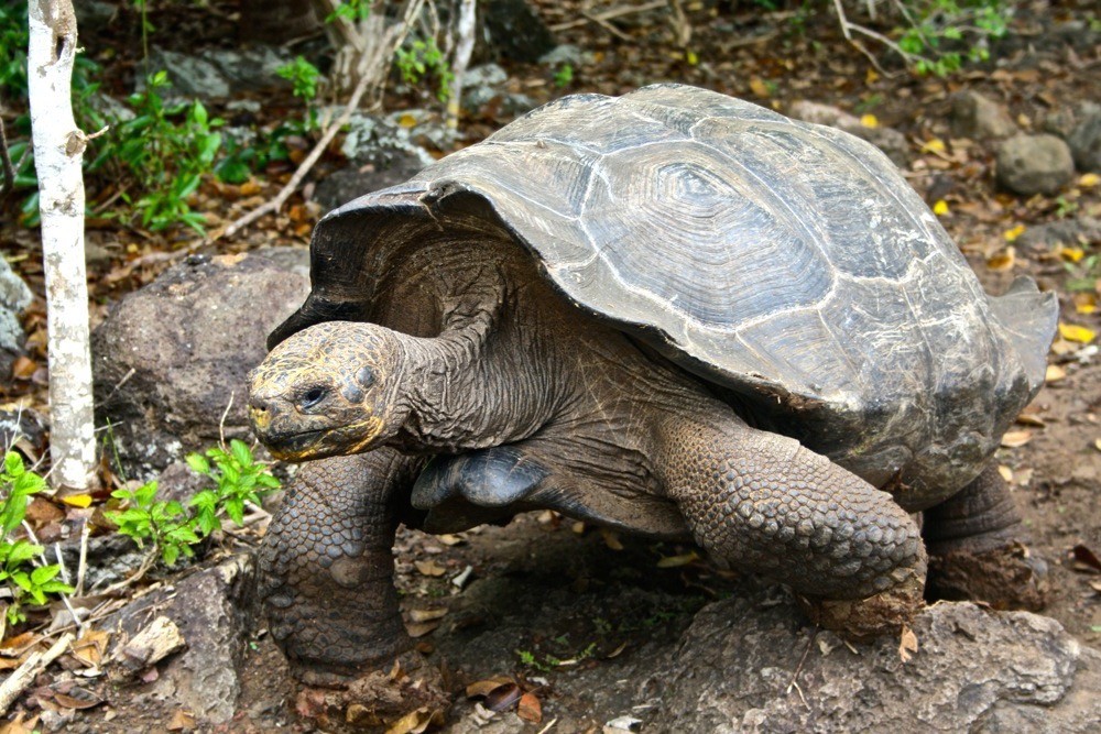 best-national-parks-in-the-world-the-galapagos