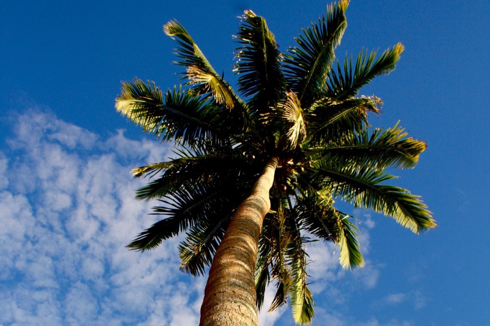 taveuni and vanua levu fiji