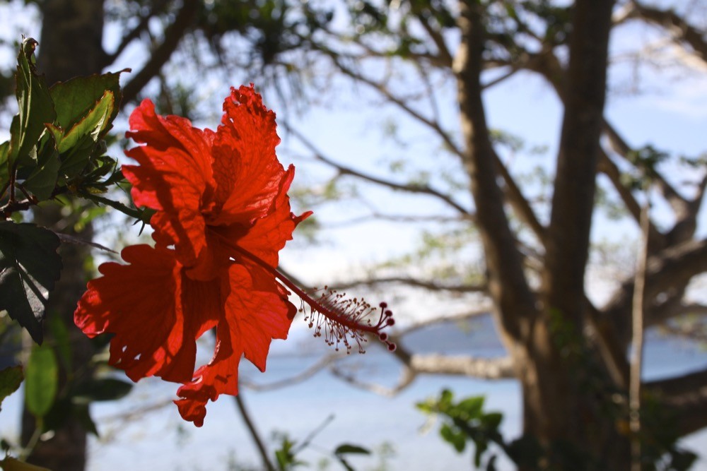 taveuni and vanua levu fiji