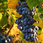 Grapes on a vine