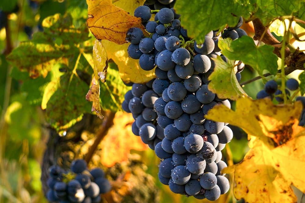 Grapes on a vine