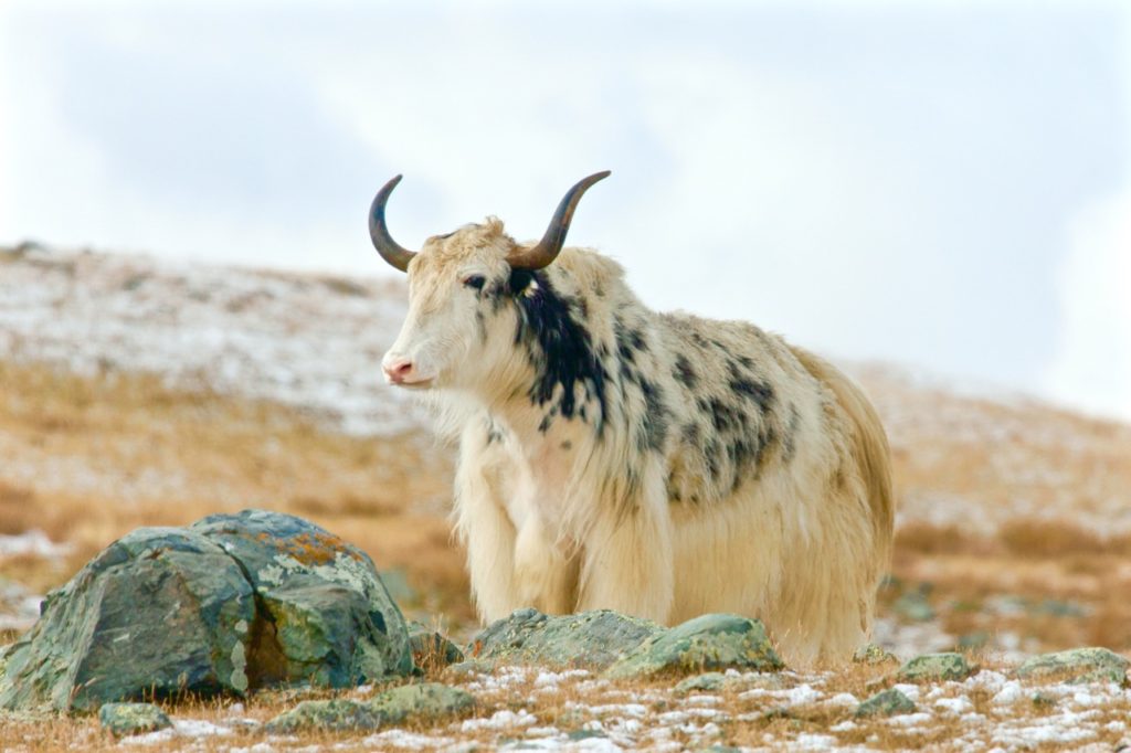  Mongolian Yak