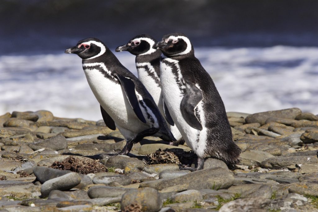 Ferdinand Magellan route - magellanic penguins