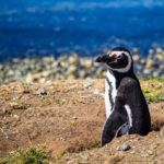 A Magellanic penguin in Punta Arenas
