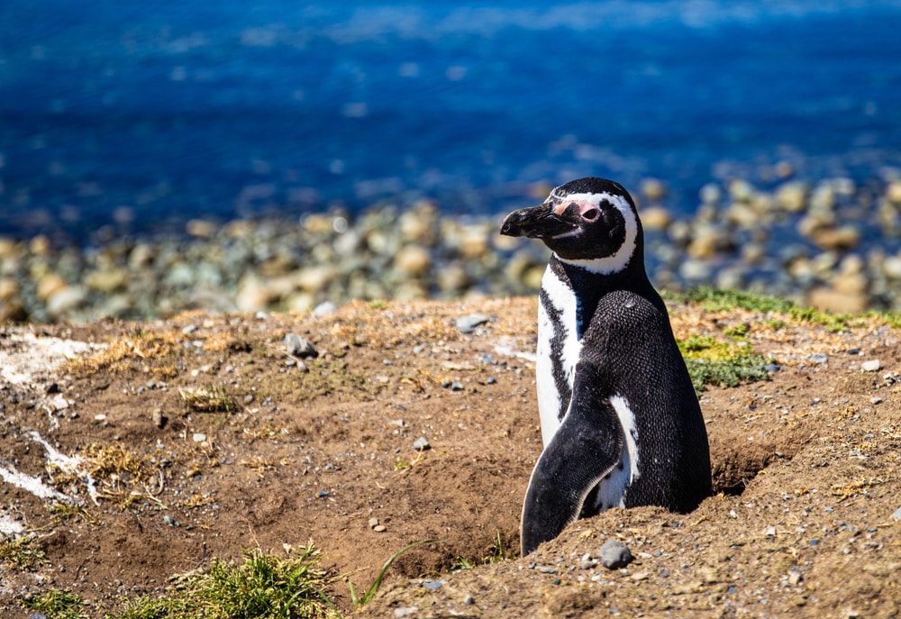 A Magellanic penguin in Punta Arenas