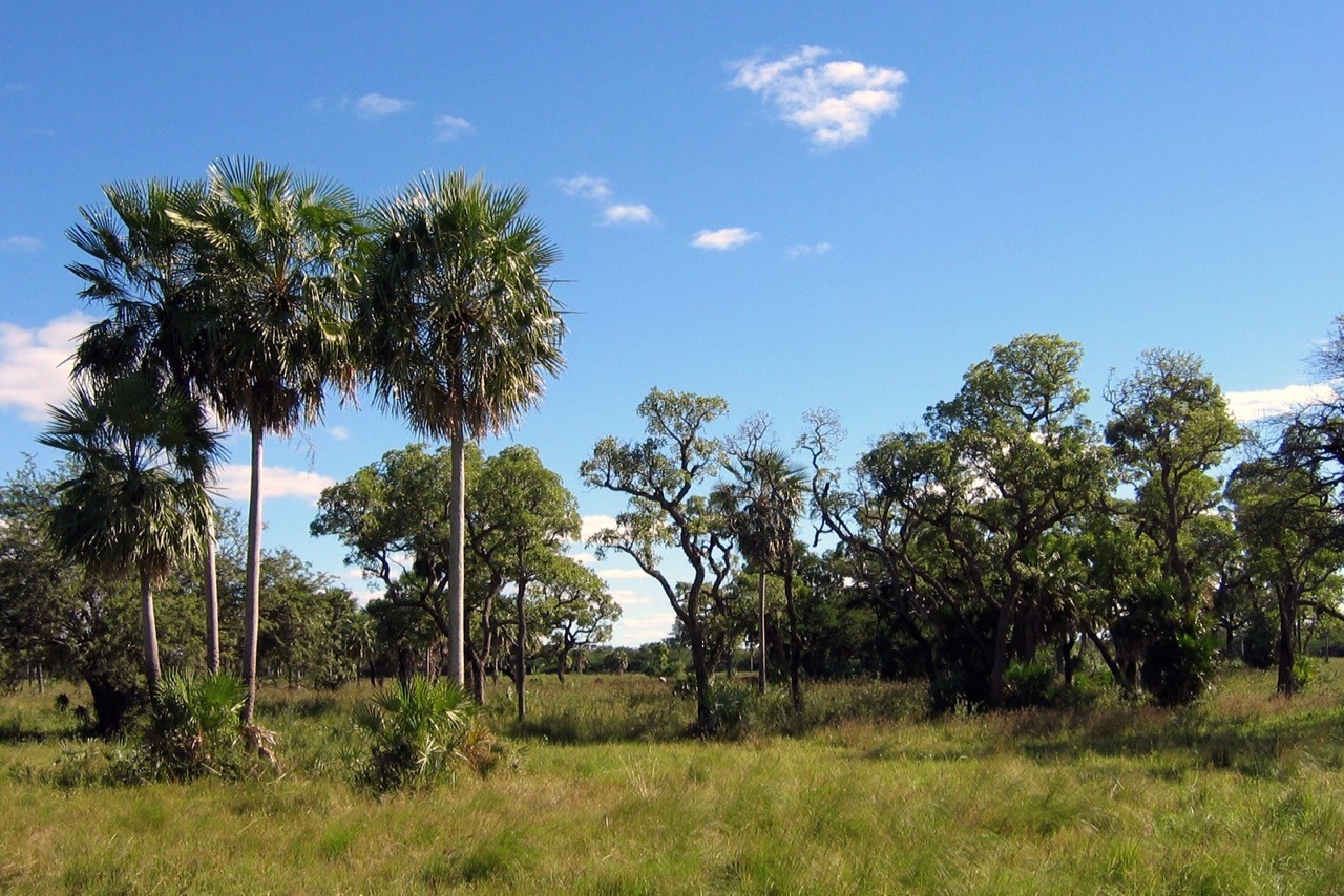 Unibated grassland with trees and brush