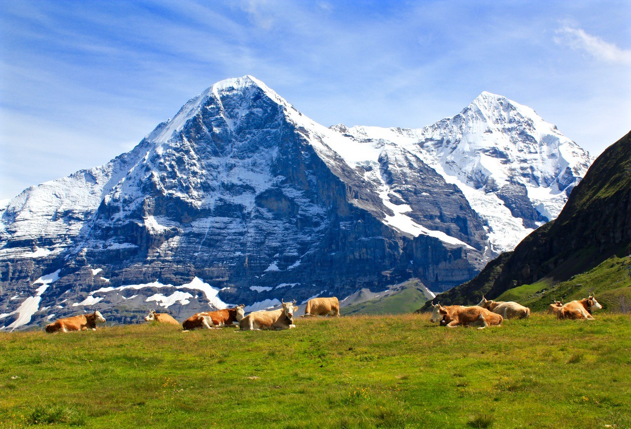 cattle grazing beneath the eiger – one of the most dangerous mountains in the world