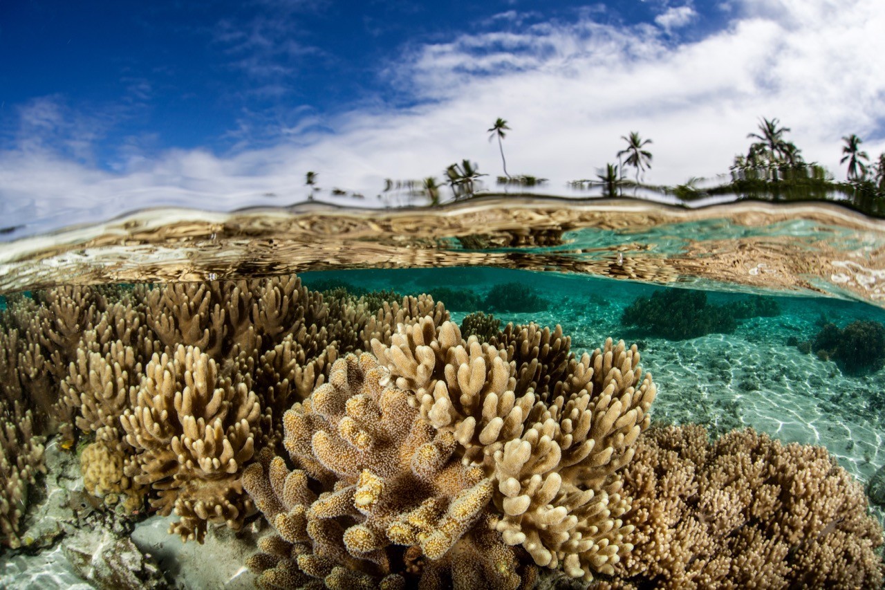 Coral Reef, Solomon Islands загрузить