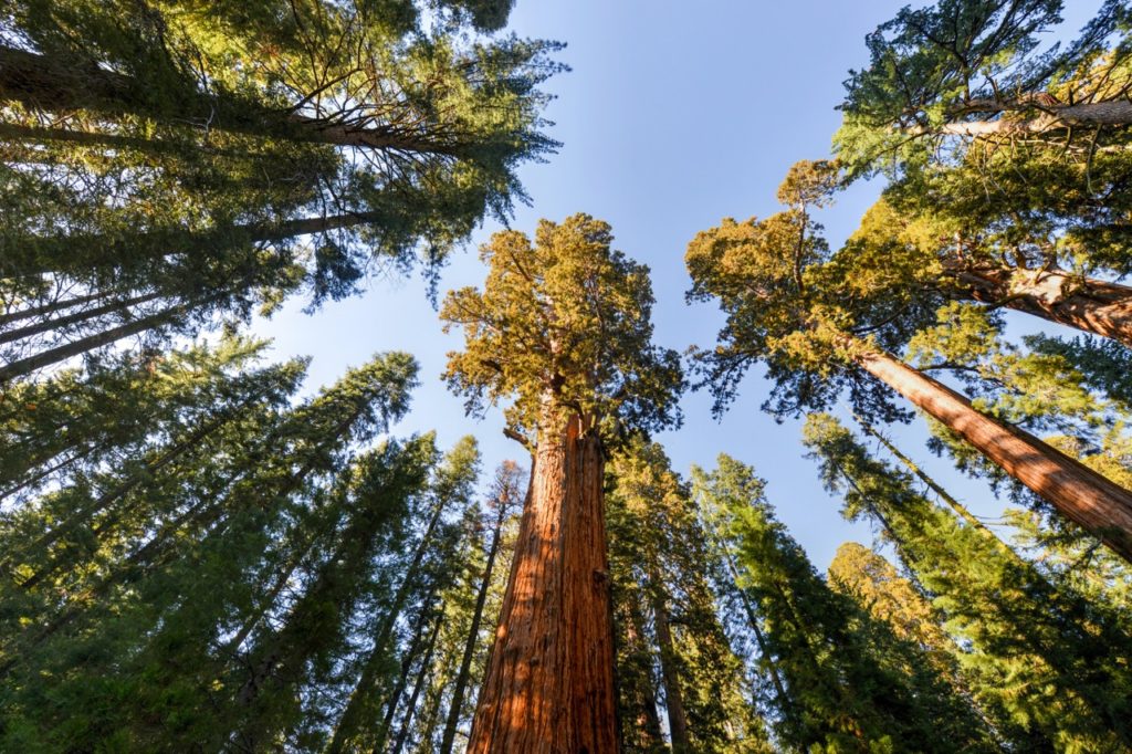 us-national-parks-general-sherman